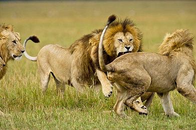 《匹诺曹的谎言》新增D加密 18日23点解锁